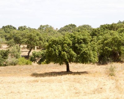 Coruche e Ponte de Sor debatem “o montado no desenvolvimento rural do Sudoeste peninsular”