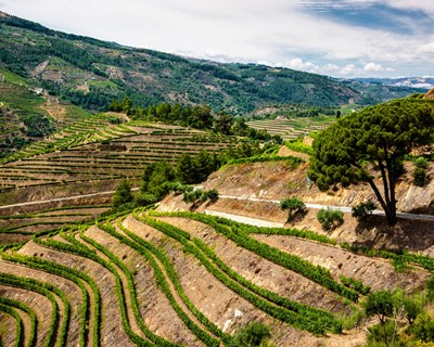 Covid-19: Douro quer reserva qualitativa e destilação para suster efeitos da crise