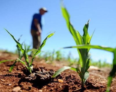 Covid-19: Governo alarga até 30 de dezembro prazo para concluir serviços de aconselhamento agrícola