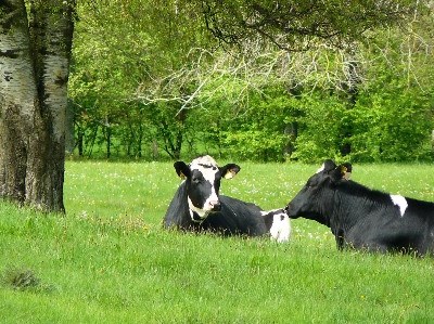 Covid-19 permite pagamento excecional nos prémios aos animais e superfície de arroz