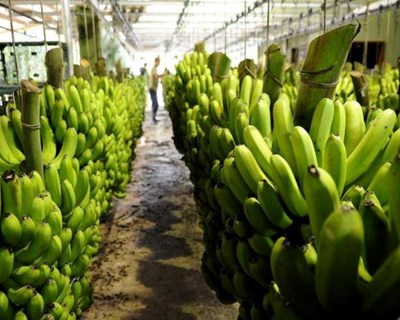 Crédito Agrícola associa-se à GESBA na proteção da produção de banana