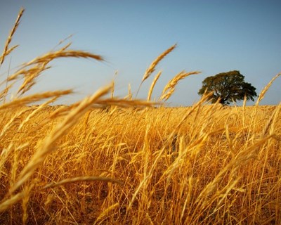 Crédito Agrícola parceiro da conferência “Melhor Alentejo”