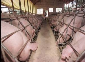 Criado Ranking de Bem Estar Animal para Avaliar Empresas