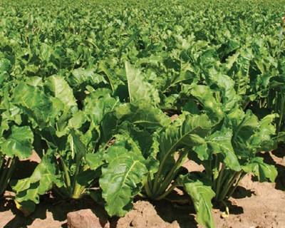 Cultivo da Beterraba Forrageira