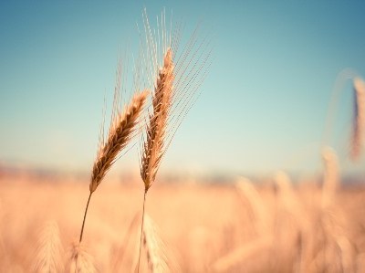Culturas arvenses: um difícil 2016 para os produtores europeus