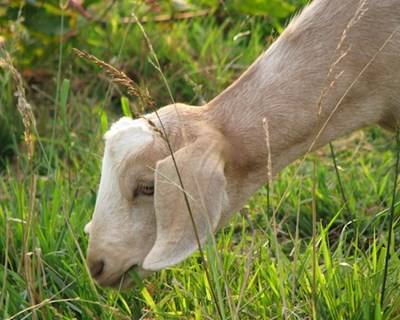 Escola Superior Agrária de Elvas organiza Curso de Plantas Tóxicas para Animais