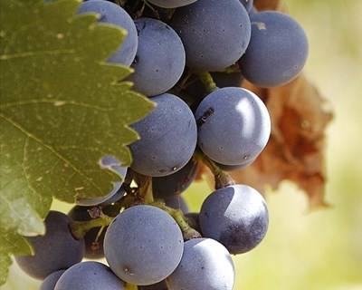 Curso de poda da vinha e fruteiras e vinificação em agricultura biológica