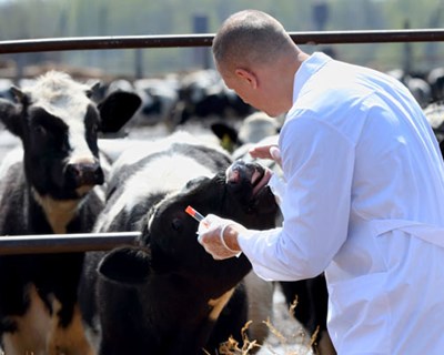 Curso intensivo em Enfermagem Veterinária de animais exóticos, silvestres e de laboratório