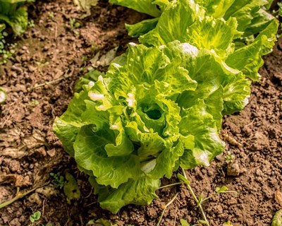 Década da Agricultura Familiar 2019-2028: consulta pública