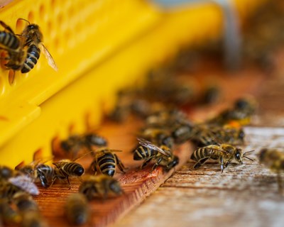 Declaração de existências de apiários 2023