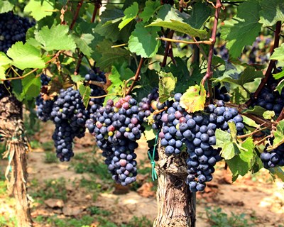 Deifil desenvolve biofungicida para a vinha