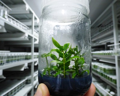Deifil: reservas de plantas de mirtilo 2017/2018 disponíveis