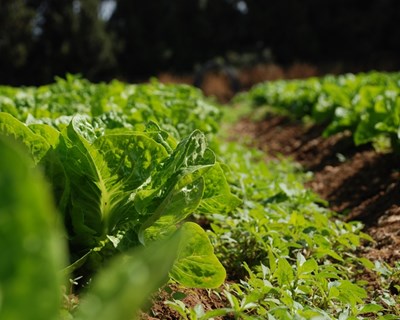 Desafios da agricultura urbana e periurbana