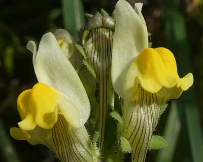 Descoberta nova espécie de planta endémica das arribas do Gargalo do Tejo