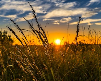 Descobertas bactérias que podem contribuir para a agricultura sustentável