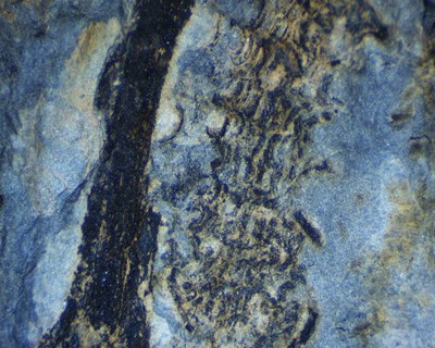 Descoberto fóssil raro de planta primitiva extinta na região do Bussaco