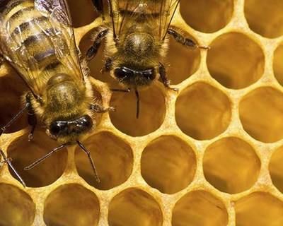 Desenvolvido dispositivo para proteger Apicultor e Abelhas