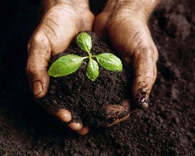 Novo biofertilizante concebido a partir de insetos e crustáceos