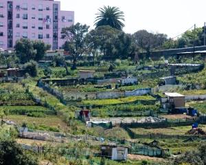Detetados metais pesados em hortas urbanas e pastagens do Grande Porto