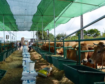 DGAV alerta para impacto das altas temperaturas no transporte de animais vivos