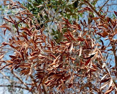 DGAV Algarve promove sessão sobre Xylella fastidiosa em Faro