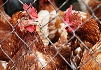 DGAV atualizou os procedimentos para o registo da Detenção Caseira de animais