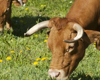 DGAV levanta suspensão de medicamentos para animais