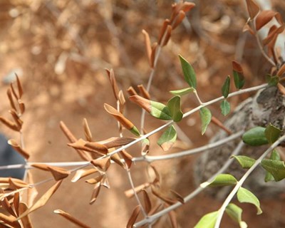 DGAV promove sessão de esclarecimento sobre Xylella fastidosa