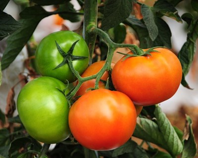 DGAV publica Catálogo Nacional de Variedades de Espécies Agrícolas e Hortícolas