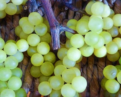 Dia aberto da Rota dos Vinhos Verdes recebeu mais de 1600 visitantes