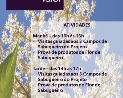 Dia Aberto SambucusValor