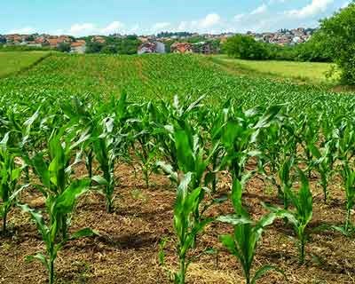 Dia de Campo do InovMilho mostra a Inovação na cultura do milho