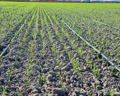Dia de Campo Rega de Arroz com sistema gota-a-gota