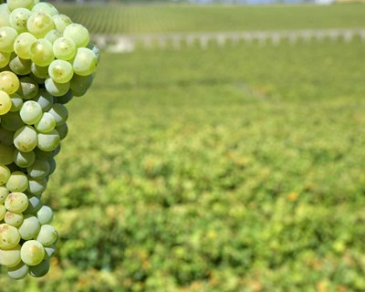 Dia de Portas Abertas na Rota dos Vinhos Verdes realiza-se a 5 de setembro