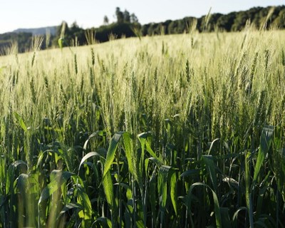 Dia do Agricultor em Elvas a 15 de maio