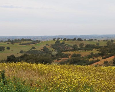 Direção de Cultura do Alentejo lança guia de boas práticas a seguir por agricultores