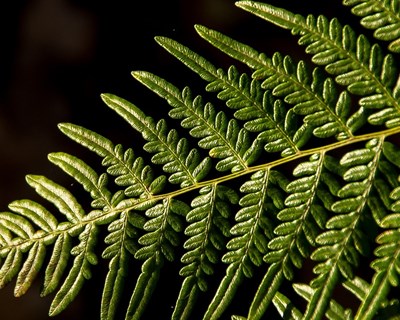 Disponível gravação e informação do Webinar “Financiamento de Floresta Autóctone”