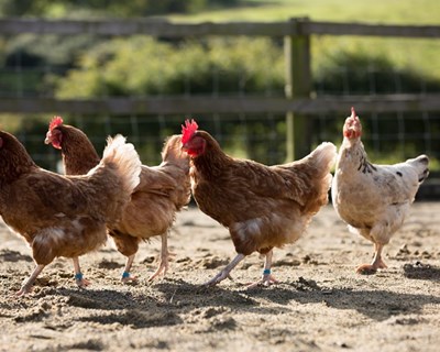 Doenças animais: Comissão ajusta regras sobre a vacinação