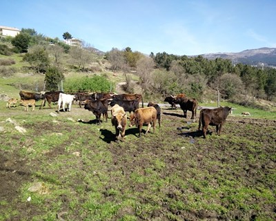 Doenças infeciosas emergentes e reemergentes num contexto de alterações climáticas