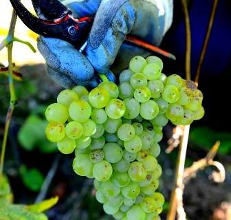 "Dos vinhos de excelência aos produtos químicos"