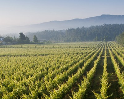 Dotação orçamental do programa VITIS aumenta 57 milhões de euros