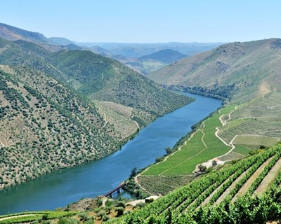 Douro com maior dinâmica na reconversão e reestruturação de vinhas