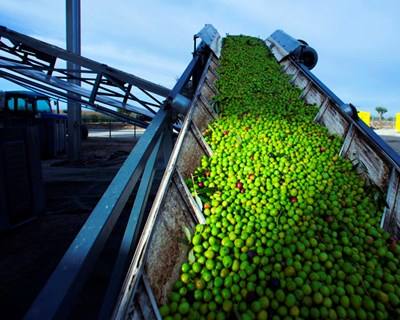 Douro quer azeite com Denominação de Origem Protegida