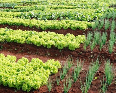 DRAP Algarve e Município de Faro celebram protocolo de cooperação institucional para a implementação de hortas sociais