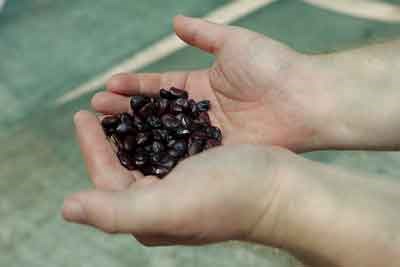 Duas populações de fava lideram o caminho da inovação em sementes biológicas