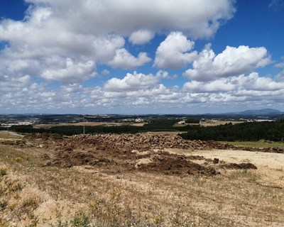 É seguro incorporar os substratos hortícolas, após cultivo, em solos agrícolas? - Bibliografia