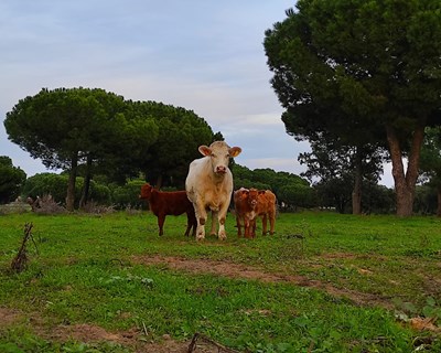 Eco-regimes e bem-estar animal