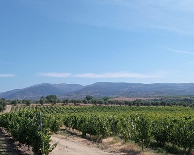 Efeito da aplicação foliar de silício na cv. Touriga franca na região demarcada do Douro