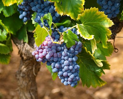 Efeito das alterações climáticas nos padrões geográficos da viticultura: do Alto Douro a Trás-os-Montes