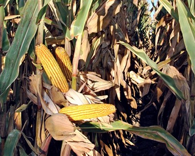 Efeito do aumento da densidade de sementeira na produção de grão em milhos híbridos